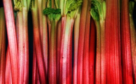 3-ways-to-use-rhubarb-in-soup-canadas-own image