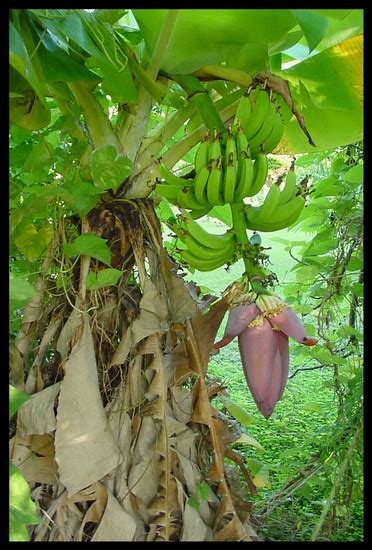 how-do-you-cook-the-trunk-of-a-banana-tree-food image