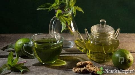 tarragon-tea-health-benefits-uses-recipes-and-dosage image