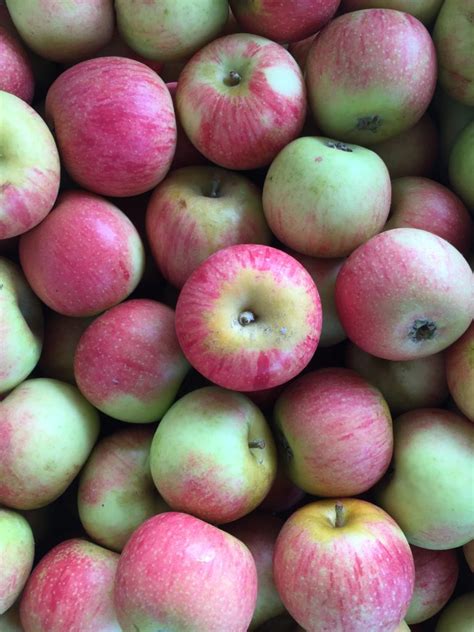 your-guide-to-heirloom-apples-specialty-foods-boston image
