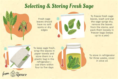 cooking-with-fresh-and-dried-sage-the-spruce-eats image