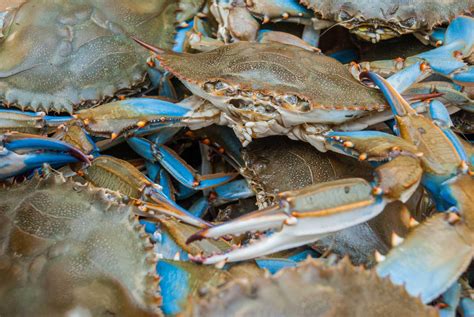 how-to-cook-live-crab-camerons-seafood image