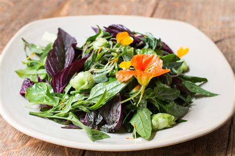 how-to-make-a-salad-from-edible-wild-greens image