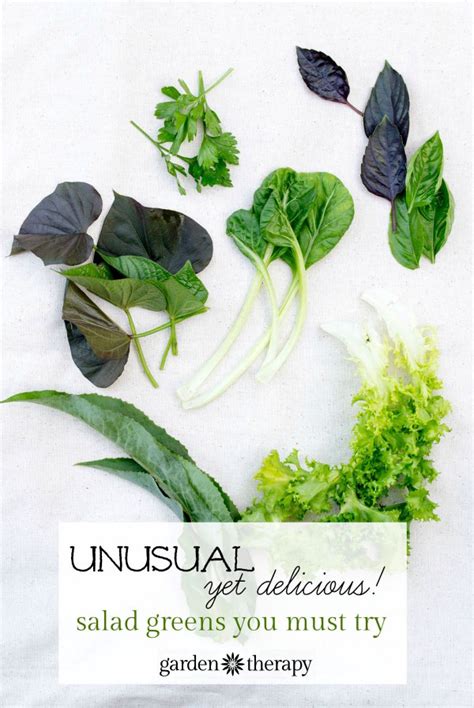 unusual-salad-greens-that-arent-lettuce-garden image