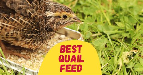 5-best-quail-feed-in-2022-reviewed-the-poultry-feed image