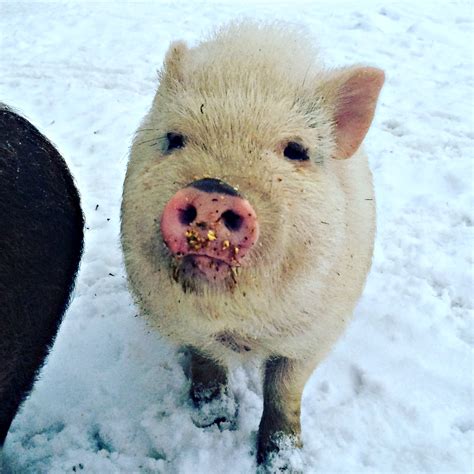 keeping-pigs-in-winter-real-food-for-health-wellness image