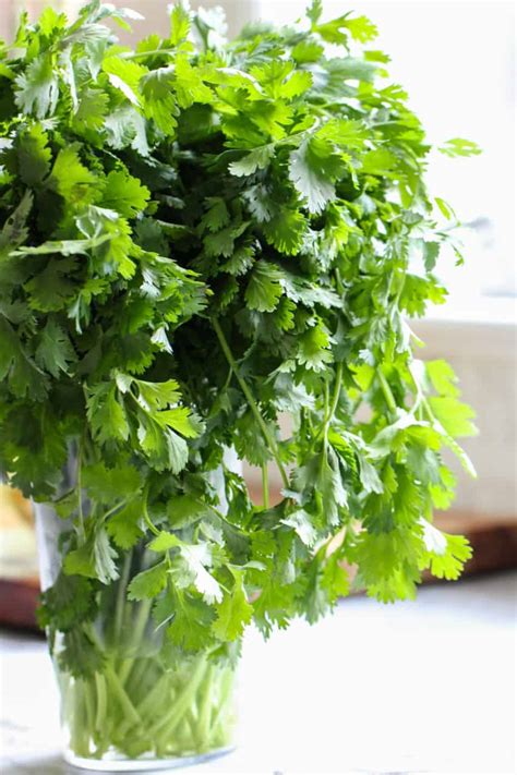 fresh-cilantro-how-to-prep-store-ministry-of-curry image