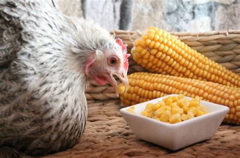 can-chickens-eat-corn-mistakes-to-avoid-while-feeding image