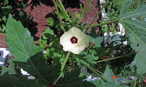 growing-okra-southern-food-in-the-garden-epic image