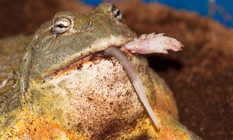 bullfrogs-eat-everything-including-rats-snakes-and image