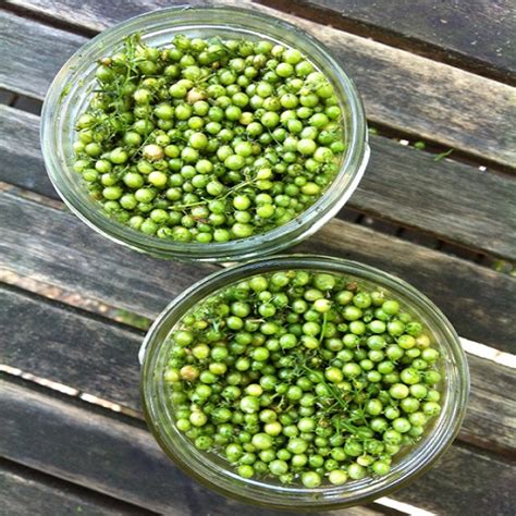 pickled-green-coriander-seeds-recipe-mother-earth image