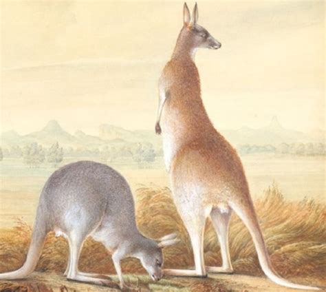 kangaroo-traditional-australian-cookery image