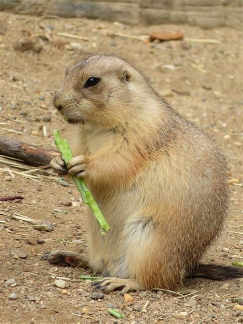 how-to-get-rid-of-groundhogs-7-tips-and-tricks image