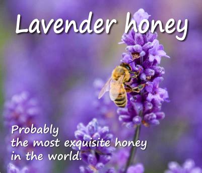 lavender-honey-a-honey-for-health-benefits image