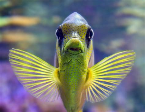 top-10-most-exotic-aquarium-fish-in-the-world-animal-hype image