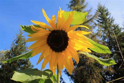 sunflower-trellis-family-food-garden image