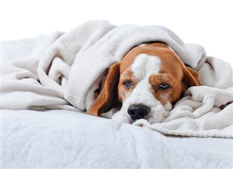 remedies-for-upset-stomach-in-dogs-petmd image