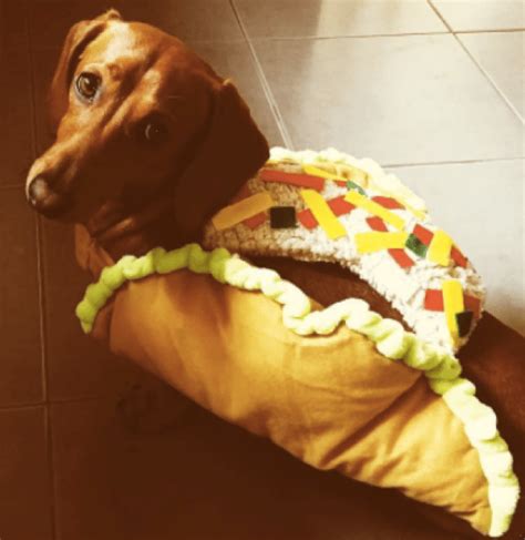 dog-friendly-taco-recipes-in-honor-of image