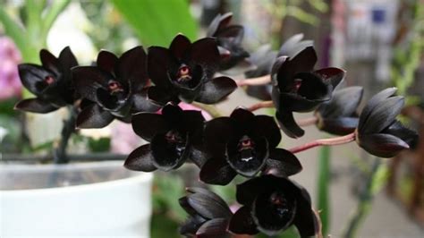 black-orchids-varieties-care-and-where-to-buy-black-orchids image