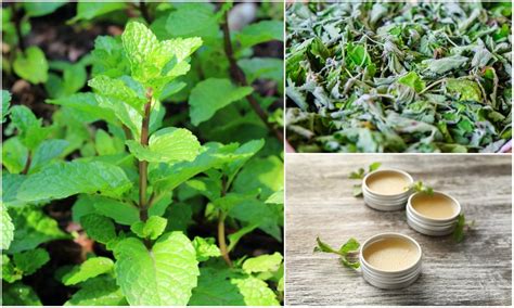20-uses-for-lemon-balm-in-the-kitchen-beyond image