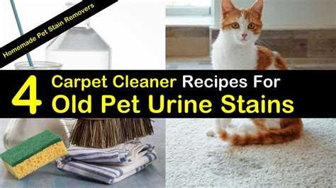 4-best-carpet-cleaner-recipes-for-old-pet-urine-stains image
