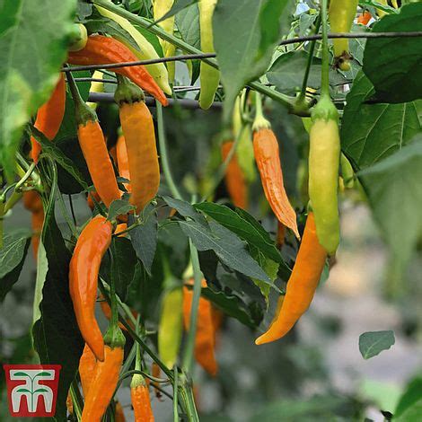 chilli-pepper-havana-gold-thompson-morgan image