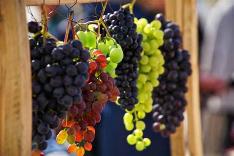 all-about-corinth-grapes-tiny-champagne-grapes image