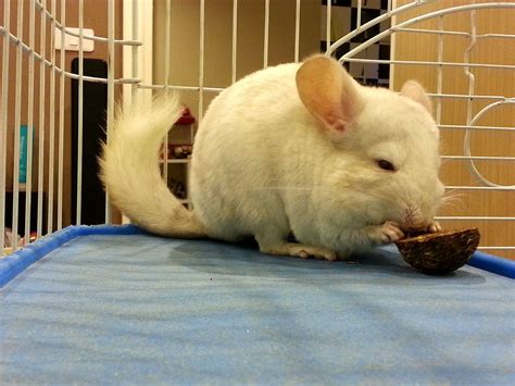 food-options-for-your-pet-chinchilla-the-spruce-pets image
