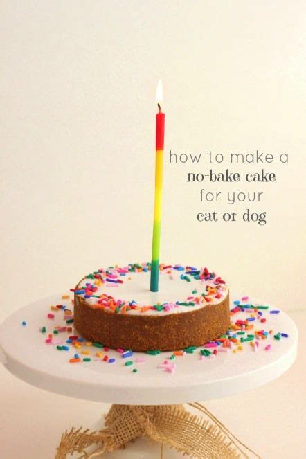 how-to-make-a-no-bake-cake-for-your-cat-or-dog image