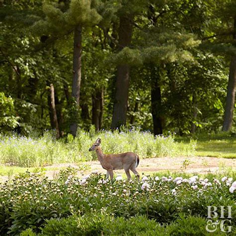 3-diy-deer-repellents-to-protect-your-garden-from image