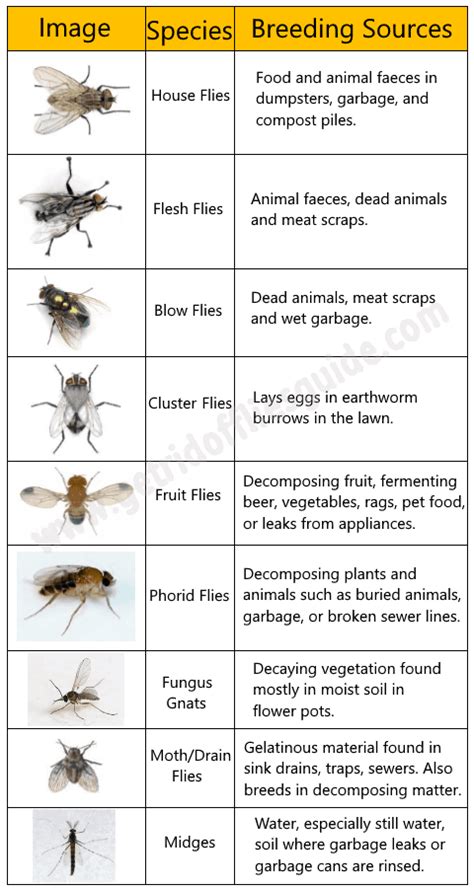 35-effective-ways-to-get-rid-of-flies-that-actually-work image