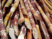 sugarcane-wikipedia image