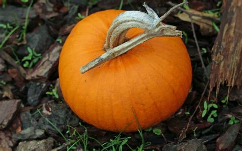 sugar-pie-pumpkin-a-perfect-pumpkin-for-pures-fall image