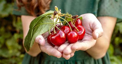 cherries-101-nutrition-facts-and-potential-benefits image
