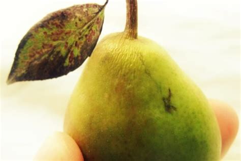 ingredient-spotlight-seckel-pears-kitchn image