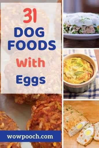 31-dog-food-recipes-with-eggs-wowpooch image