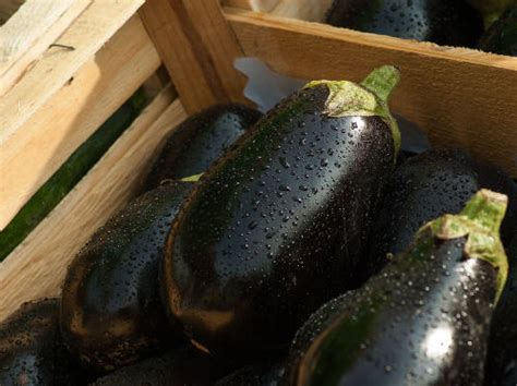 can-eggplant-be-eaten-raw-foodsforbetterhealth image