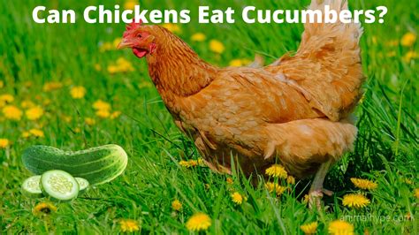 can-chickens-eat-cucumbers-animal-hype image