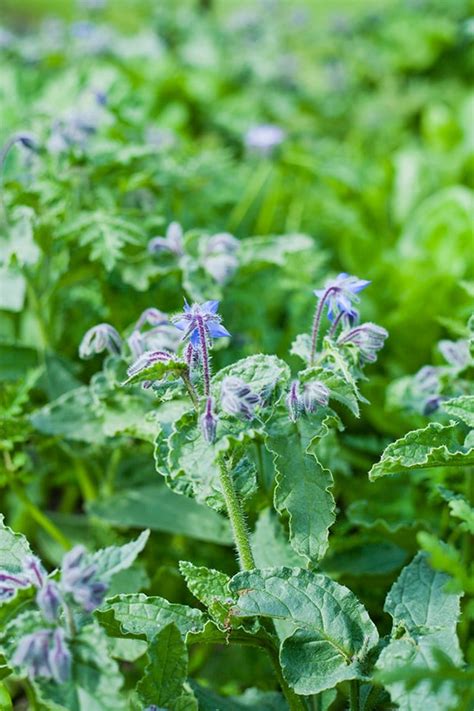 how-to-cook-with-borage-plant-borage-is-edible image