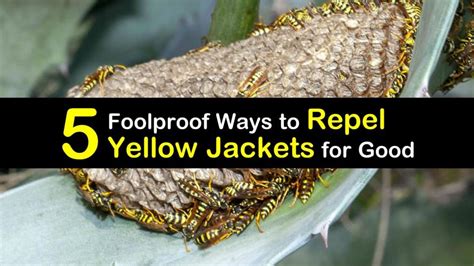 5-foolproof-ways-to-repel-yellow-jackets-for-good-tips image