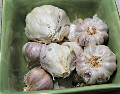keto-roasted-garlic-mashed-turnips-splash-of-keto image