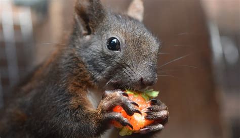 what-are-squirrels-favourite-foods-regional-wildlife image