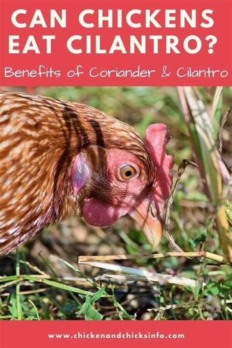 can-chickens-eat-cilantro-and-corriander-chicken image