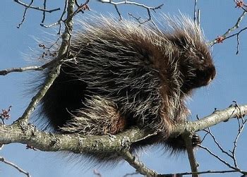 porcupine-characteristics-habitat-diet-studycom image
