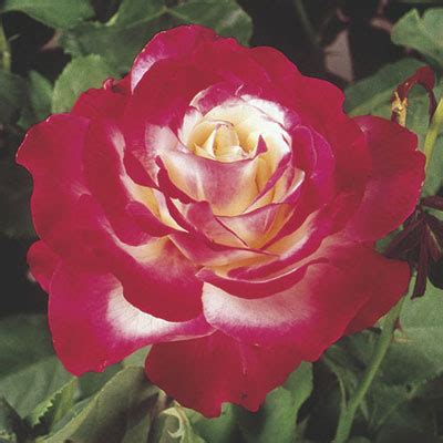 double-delight-hybrid-tea-rose-weeks-roses image