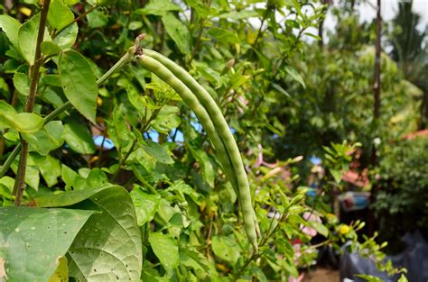 how-to-grow-yardlong-beans-thesprucecom image