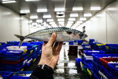 soused-mackerel-a-light-bright-tasting-marinated image