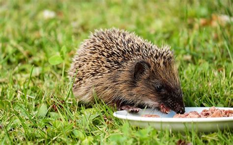 what-do-hedgehogs-eat-healthy-food-to-feed-your image