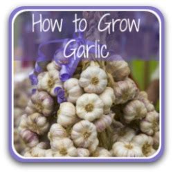 the-benefits-of-feeding-garlic-to-chickens-raising-happy image