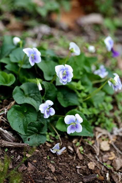 violets-edible-and-medicinal-uses-chestnut-school-of image